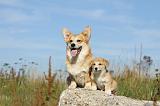 CORGI PEMBROKE 792